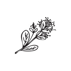 Hand drawn marjoram branch with blooming flowers, sketch vector illustration isolated on white background.