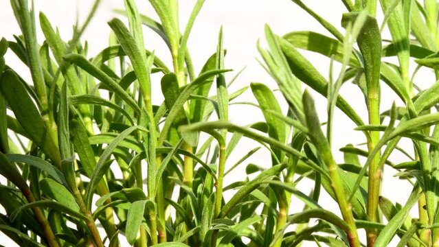 Tarragon, closeup of the green fresh herb in sprin