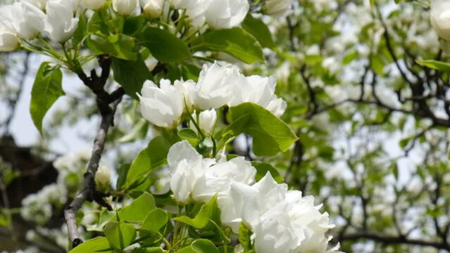 Blossom blooming on trees in springtime. Wild pear tree flowers blooming. 