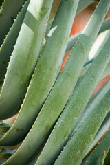 Succulent in the desert sunshine