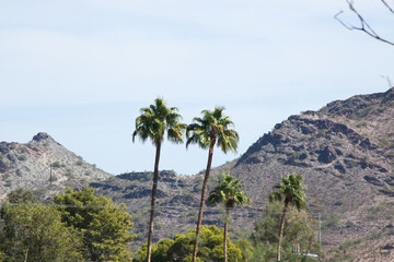 Desert mountain with palm trees
