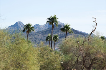 Fototapeta na wymiar Desert mountain with palm trees