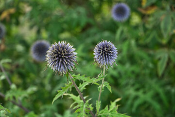 Blaue violette Kugelblume 