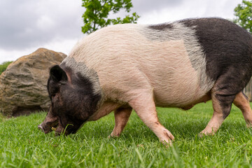 Closeup of Angeln Saddleback pig grazing on the meadow