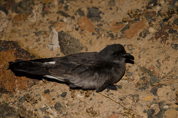 Madeiran storm-petrel Oceanodroma castro. El Bermejo. Montana Clara. Integral Natural Reserve of Los Islotes. Canary Islands. Spain.