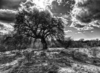 Closeup of a lonely tree in a field with the gloomy clouds above shot in grayscale