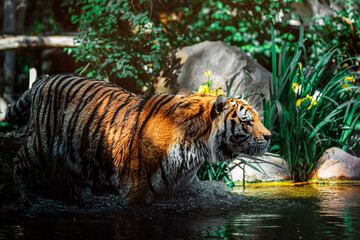 Tiger at Leipzig Zoo walking out of the shadow into the water, with some sunlight falling on his...