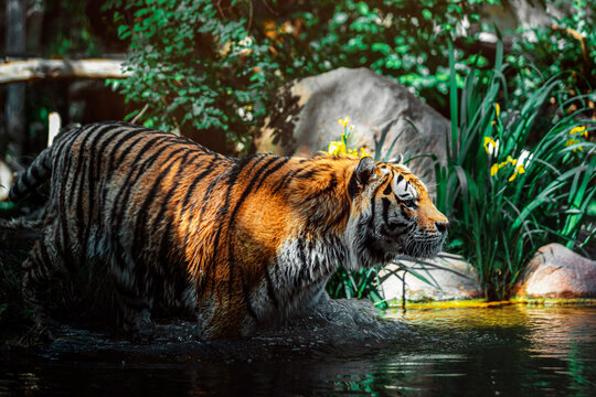 Tiger at Leipzig Zoo walking out of the shadow into the water, with some sunlight falling on his back