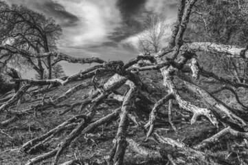 Closeup of a lonely tree in a field with the gloomy clouds above shot in grayscale