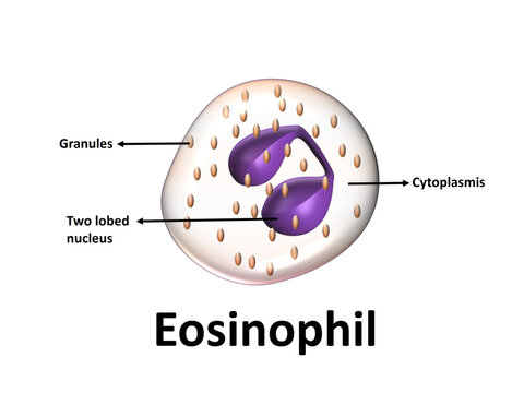 Eosinophil Structure