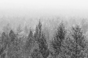 China's northern forests in heavy snow