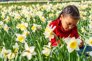 African American mixed race girl sitting playing in a field of daffodils