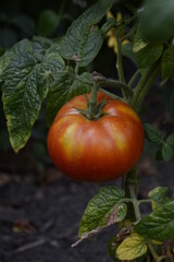 tomatoes grow in the garden
