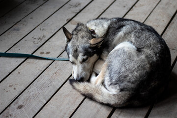 Husky dog sleeping on a wooden floor