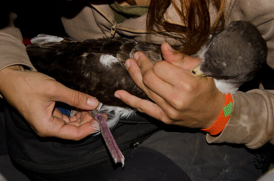 Checking the ring of a Cory's shearwater Calonectris borealis. Timanfaya National Park. Lanzarote. Canary Islands. Spain.