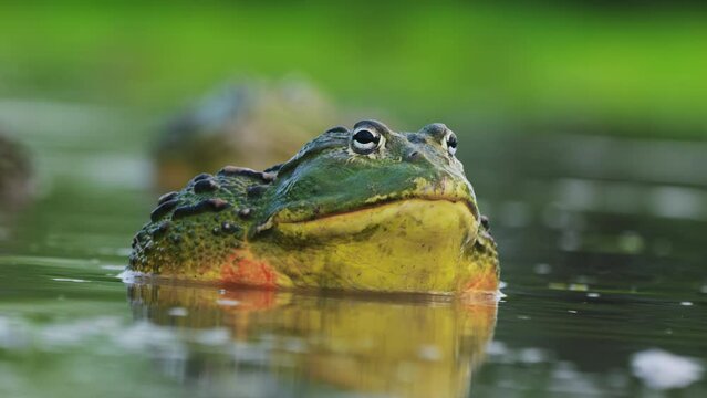 Closeup Of Male African Bullfrog In The Water During Rainy Season.