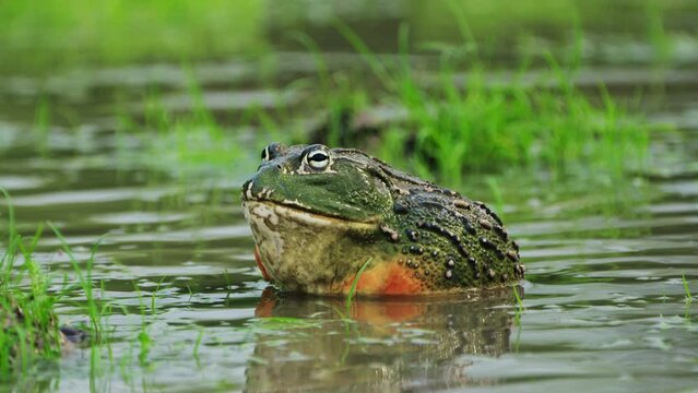 Male African Bullfrog Makes A Mating Call During Rainy Season In Central Kalahari Game Reserve, Botswana. - close up