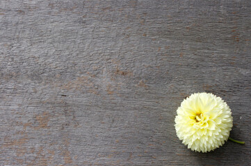 yellow full flower on rustic wooden background with copy space