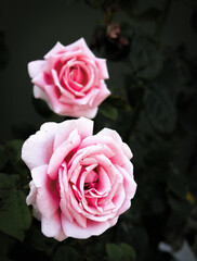 pink roses on black background