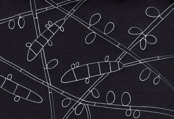 Fungus Trichophyton rubrum