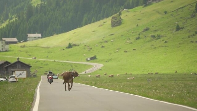 Motorcycle driving next to dairy Brown Swiss cow walking on hillside road, pine tree forest in background at daytime, Switzerland