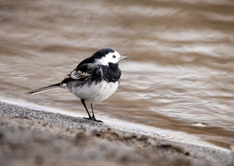 Selective focus shot of the pied wagtail bird standing on the beach