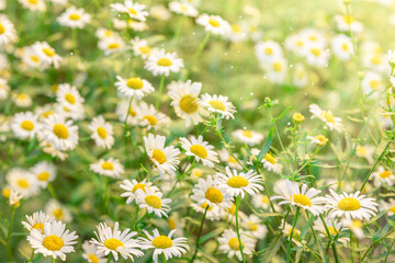 Colorful natural meadow medical daisies flowers. Panoramic landscape in sunny day. Beautiful nature chamomile field. Blooming summer meadow of light outdoors sun. Selective focus. High quality photo
