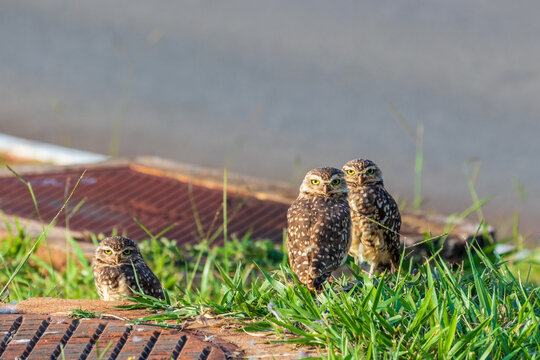 Three Owls Staring Straight Ahead – Strigiformes
