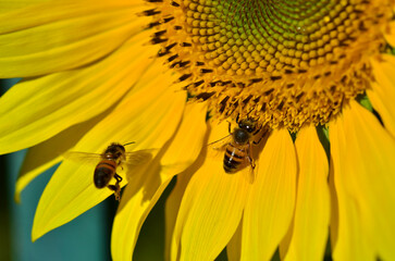 Sunflower and bees - 493995327