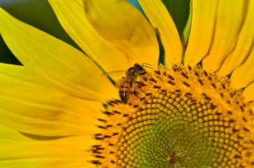 Sunflower and bees - 493995329