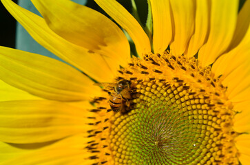 Sunflower and bees - 493995330