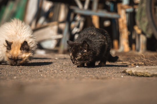 Homeless kittens on the street. Hungry and poor animals without home concept photo