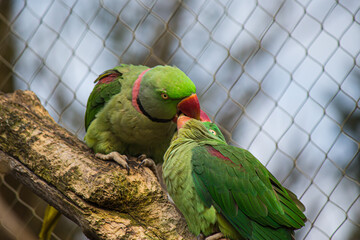 Selective focus shot of the green parakeets kissing and standing on the branch