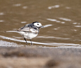 Selective focus shot of the pied wagtail bird standing on the beach