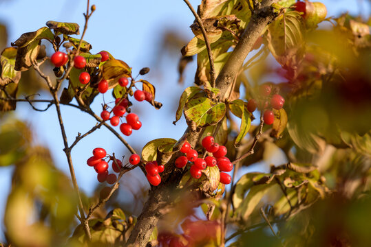 Red fruits of cornus officinalis, Beginning ripe Japanese cornelian cherry, on the tree