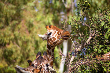 The giraffe lives in the Israel zoo. Close-up of a giraffe eating