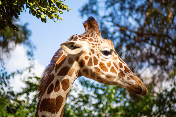 The giraffe lives in the Israel zoo. Close-up of a giraffe eating