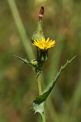 Prickly sow-thistle ( Sonchus asper ) flower with leaves, buds and a yellow blossom