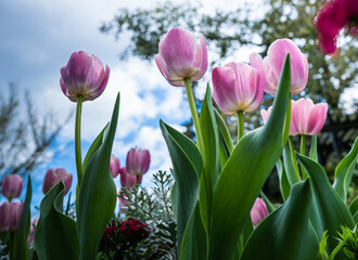 Tulip Flowers in a famous Bellingrath Garden