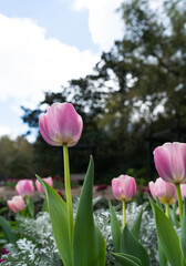 Tulip Flowers in a famous Bellingrath Garden