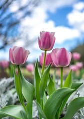 Tulip Flowers in a famous Bellingrath Garden
