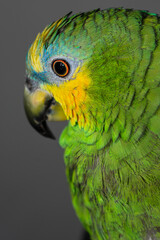 Amazon parrot close-up. Tropical birds with beautiful plumage feathers.