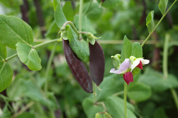 ツタンカーメンという豆の黒っぽいさやと赤とピンクの花