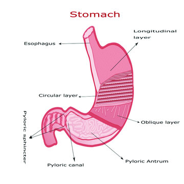 Human Stomach Anatomy. Stomach layers