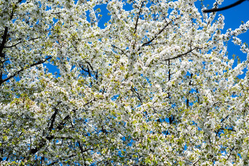 white flowers of blooming sakura tree in spring. nature background