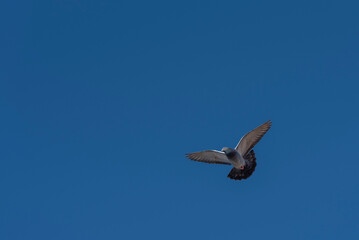 The racing pigeon  in the clear blue sky. Image from bottom to up