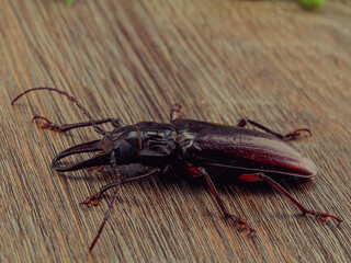 The largest Titan beetle, Titanus giganteus is a Neotropical longhorn beetle