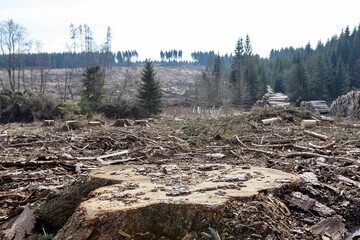 Gerodete Fläche mit vereinzelten Bäumen im Hintergrund