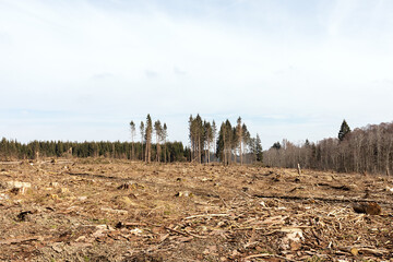 Gerodete Fläche mit einem Restwald im Hintergrund