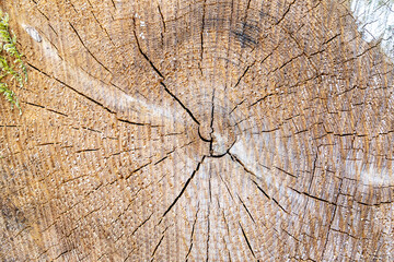 Ausschnitt von Baumringen eines gefällten alten Baumes 
